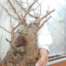 【直輸入】28 オペルクリカリア・パキプス 塊根植物 観葉植物 多肉植物 灌木 パキプス グラキリス 盆栽 アガベ コーデックス 未発根 山採_画像5