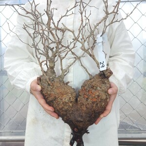 【直輸入】29 オペルクリカリア・パキプス 塊根植物 観葉植物 多肉植物 灌木 パキプス グラキリス 盆栽 アガベ コーデックス 未発根 山採