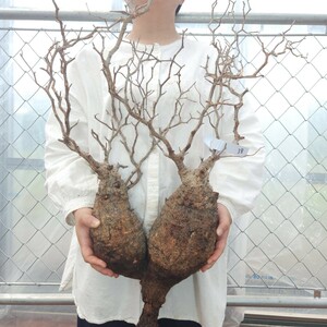 【直輸入】38 オペルクリカリア・パキプス 塊根植物 観葉植物 多肉植物 灌木 パキプス グラキリス 盆栽 アガベ コーデックス 未発根 山採