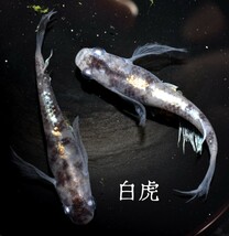 白虎　稚魚　１０匹　めだか　メダカ　白　黒　墨　松井　鰭　長　体外　光　和墨　孔雀明王　白錦　紅灯　_画像6