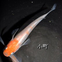 小町　稚魚　１０匹　オマケ　付き メダカ　めだか　α　紅白　赤　紅　白　鯉　非透明鱗　非　透明　鱗　産卵　間近　個体　_画像5