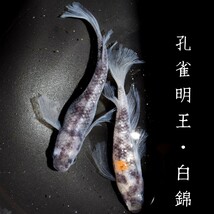 孔雀明王・白錦　稚魚１０匹　オマケ付き　白　黒　墨　錦　孔雀　明王　舞めだか　和墨　松井　鰭　長　MEDAKANEON_画像1