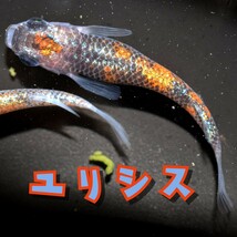 ユリシス　稚魚１０匹　オマケ付き　めだか　メダカ　丹頂　更紗　夜桜　月弓　ラメ　ブルー　オレンジ　ネプチューン サンシャイン ラメ王_画像2