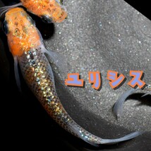 ユリシス　稚魚１０匹　オマケ付き　めだか　メダカ　丹頂　更紗　夜桜　月弓　ラメ　ブルー　オレンジ　ネプチューン サンシャイン ラメ王_画像5