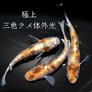 三色ラメ体外光 極上 個体 稚魚 １０匹 オマケ付き めだか 三色ラメ体外光 メダカ 三色 ３色 赤 白 紅白 墨 体外光 ラメの画像5