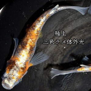 三色ラメ体外光 極上 個体 稚魚 １０匹 オマケ付き めだか 三色ラメ体外光 メダカ 三色 ３色 赤 白 紅白 墨 体外光 ラメの画像10