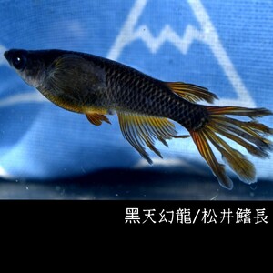 黒天幻龍・松井鰭長風雅　稚魚１０匹　オマケ付き　　黒天　ブラック　黒　アースアイ　ブルー　青　目　眼　松井　鰭　長 めだか メダカ