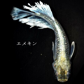 エメキン 稚魚１０匹 マリアージュ キッシング   ワイド フィン エメラルドフィン タイプ type 体外光 フサ モルフォ ロングの画像2