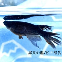 黒天幻龍・松井鰭長風雅　稚魚１０匹　オマケ付き　　黒天　ブラック　黒　アースアイ　ブルー　青　目　眼　松井　鰭　長 めだか メダカ_画像8