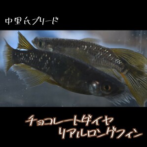 チョコレートダイヤ リアル ロングフィン 稚魚１０匹＋α 親は 中里氏ブリード dhmedaka経由 メダカ ブラックダイヤ 中里の画像4