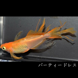 パーティードレス　稚魚１０匹　めだか メダカ 風雅 スワロー メダカの稚魚 楊貴妃 楊貴妃スワロー　松井　鰭　長　赤　朱　紅　卑弥呼