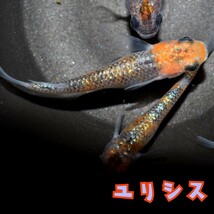 ユリシス　稚魚１０匹　オマケ付き　めだか　メダカ　丹頂　更紗　夜桜　月弓　ラメ　ブルー　オレンジ　ネプチューン サンシャイン ラメ王_画像9