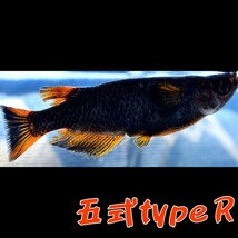〓MEDAKANEON〓 五式typeＲ　稚魚１０匹　＋α　５式　五式 typeR メダカ　めだか　タイプ　ブラック　黒　リム　RED　レッド　_画像2