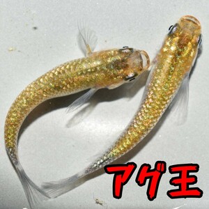 アグ王　稚魚１０匹　めだか メダカ　アグリアス　ラメ　強　金　青　ブルー　ゴールド　ラメ王　スーパー　夜桜　宮桜　サファイア