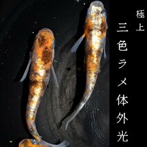 三色ラメ体外光　極上　個体　稚魚　１０匹　オマケ付き　めだか 三色ラメ体外光　メダカ　三色　３色　赤　白　紅白　墨　体外光　ラメ_画像9