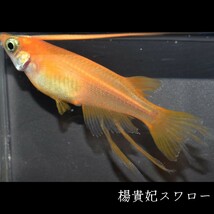 楊貴妃スワロー　稚魚１０匹 めだか メダカ メダカの稚魚　楊貴妃　スワロー　風雅　赤　朱　紅　紅帝　鰭　ヒレ　東天光 フロマージュ_画像1