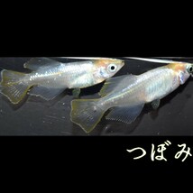 つぼみ　稚魚１０匹　めだか メダカ　白　黄　鰭　ヒレ　幹之　オレンジ　半透明鱗　ブラックリム　光体型　みゆき　対外光　体内光　_画像4