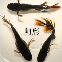 阿形　稚魚１０匹　オマケ付き　メダカ めだか　吽形　オロチ　ブラック　黄鰭　光体型　風雅　黒　ブラックジュエリー　黒天　カイジ　_画像3