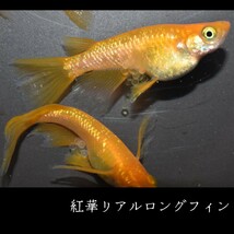 紅華　リアルロングフィン　稚魚　１０匹　オマケ付き　メダカ めだか MEDAKANEON　ロング　フィン　赤　朱　ラメ　紅　リアル　華　個体_画像10