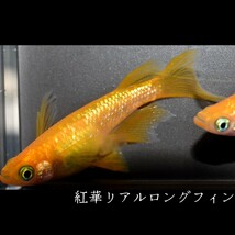 紅華　リアルロングフィン　稚魚　１０匹　オマケ付き　メダカ めだか MEDAKANEON　ロング　フィン　赤　朱　ラメ　紅　リアル　華　個体_画像8