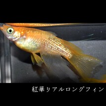 紅華　リアルロングフィン　稚魚　１０匹　オマケ付き　メダカ めだか MEDAKANEON　ロング　フィン　赤　朱　ラメ　紅　リアル　華　個体_画像9