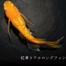 紅華　リアルロングフィン　稚魚　１０匹　オマケ付き　メダカ めだか MEDAKANEON　ロング　フィン　赤　朱　ラメ　紅　リアル　華　個体_画像2