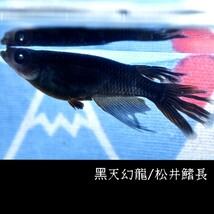 黒天幻龍・松井鰭長風雅　稚魚１０匹　オマケ付き　　黒天　ブラック　黒　アースアイ　ブルー　青　目　眼　松井　鰭　長 めだか メダカ_画像7