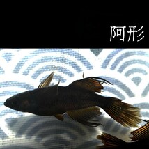 阿形　稚魚１０匹　オマケ付き　メダカ めだか　吽形　オロチ　ブラック　黄鰭　光体型　風雅　黒　ブラックジュエリー　黒天　カイジ　_画像8