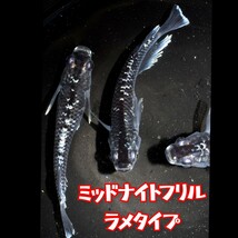 〓MEDAKANEON〓 ミッドナイトフリル　ラメタイプ　稚魚１０匹＋α　ミッドナイト メダカ めだか フリル 垂水氏　鰭光　フロマージュ　_画像2