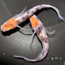 孔雀明王　稚魚１０匹　オマケ付き　メダカ 稚魚 白 黒 三色 めだか　メダカ　赤　紅　朱　松井　鰭　長　舞めだか　血統　朱光菊_画像6