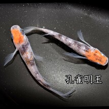 孔雀明王　稚魚１０匹　オマケ付き　メダカ 稚魚 白 黒 三色 めだか　メダカ　赤　紅　朱　松井　鰭　長　舞めだか　血統　朱光菊_画像3