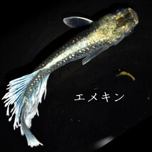 エメキン　稚魚１０匹　マリアージュ　キッシング　　　ワイド　フィン　エメラルドフィン　タイプ　type　体外光　フサ　モルフォ　ロング_画像9