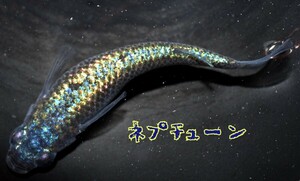 ネプチューン　稚魚　１０匹　めだか　メダカ　サバンナ様直系　丸長めだか様　経由　ラメ　強ラメ　スーパーラメ　ブルー　ゴールド　青　