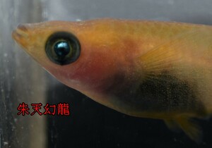 朱天幻龍　稚魚　１０匹　めだか メダカ 黑天幻龍 ブルーアイ　アースアイ　青　眼　ブルー　黒天　赤　朱　紅　