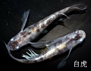 白虎　稚魚　１０匹　めだか　メダカ　白　黒　墨　松井　鰭　長　体外　光　和墨　孔雀明王　白錦　紅灯　