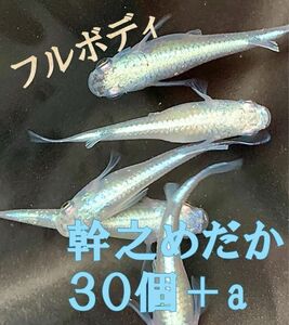 みゆきメダカ有精卵30個＋a