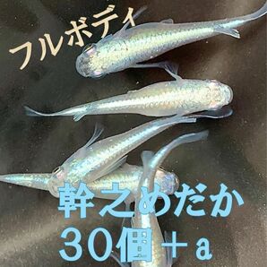 みゆきメダカ有精卵30個＋a