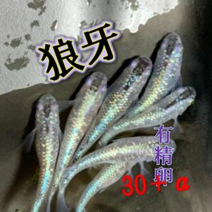 狼牙メダカ有精卵30個＋αゾウリムシ付