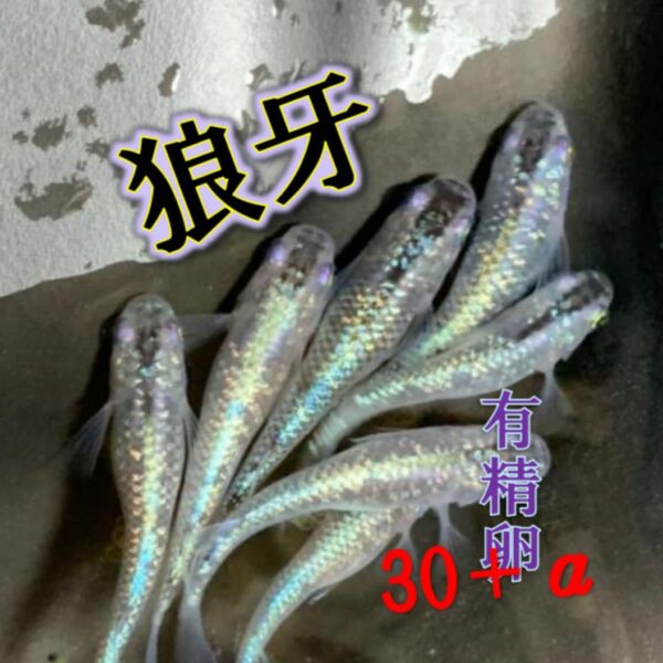 狼牙メダカ有精卵30個＋αゾウリムシ付