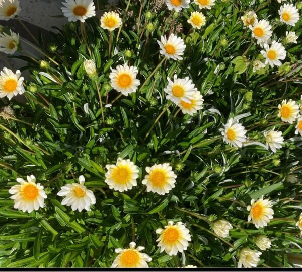 ガザニア 挿し芽 15本 イエロー系 黄色×白