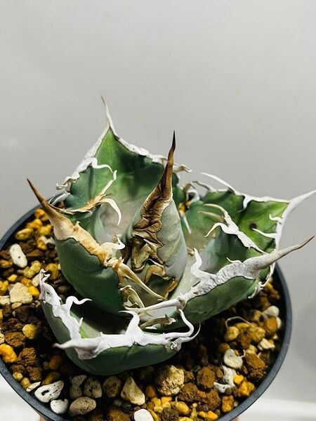 AGAVE TITANOTA EU株 胴切り子株