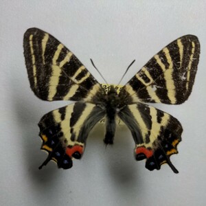  бабочка местного производства образец gi безграничный .u Gifu префектура .. уезд ... коллекция товар 