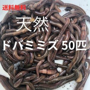 送料無料 天然 ドバミミズ 50匹　6cm〜15cm前後　　うなぎ釣り 川釣り 生き餌 エサ　爬虫類 シマミミズ シーボルトミミズ 