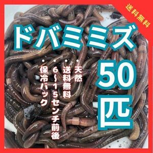 送料無料 天然 ドバミミズ 50匹 うなぎ釣り 川釣り 生き餌 エサ　爬虫類 シマミミズ シーボルトミミズ