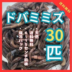 天然　ドバミミズ　30匹　鰻釣り　川釣り　爬虫類餌　シマミミズ