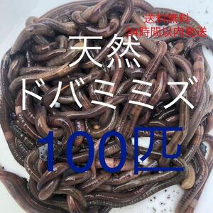 送料無料 天然 ドバミミズ 100匹　6cm〜15cm前後　　うなぎ釣り 川釣り 生き餌 エサ　爬虫類 シマミミズ シーボルトミミズ ペット の餌