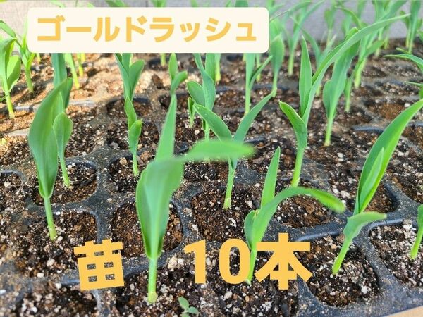 とうもろこし　ゴールドラッシュ　苗　10本