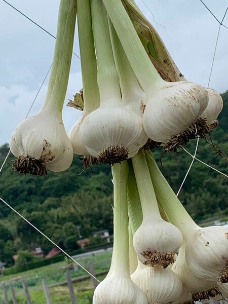 無農薬栽培　生ニンニク　1kg 