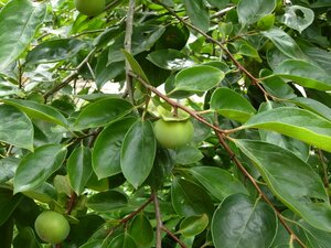  persimmon. leaf large 300 sheets 80 size (mhk********..)