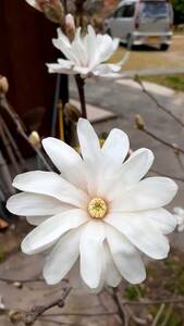 白い姫こぶしの花の苗木　高さ60センチ　1本限り　２